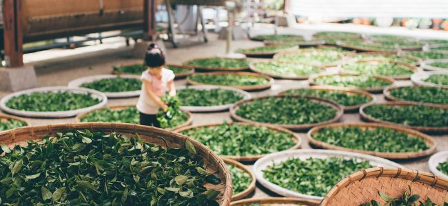 tsaiga-qhQEyyHWrAQ-unsplash.jpg tsaiga-qhQEyyHWrAQ-unsplash.jpg